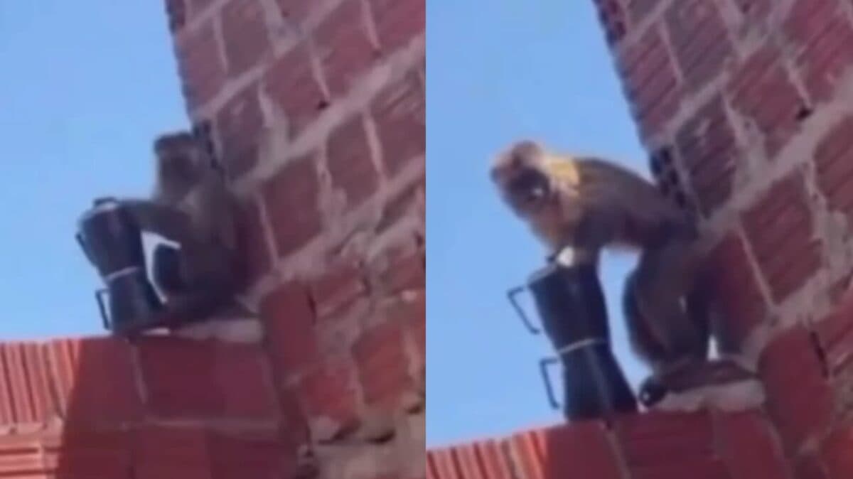 VÍDEO: macaco furta cafeteira, 'toca o terror' em cidade no RN e é capturado por moradores