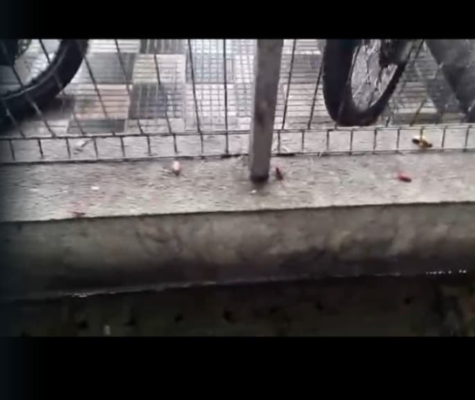 Baratas ‘tomam conta’ de Mercado da Torre após fortes chuvas em João Pessoa; veja vídeo