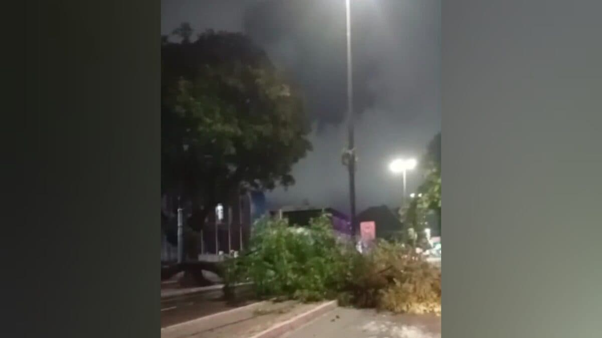 Susto: árvore cai na avenida Epitácio Pessoa