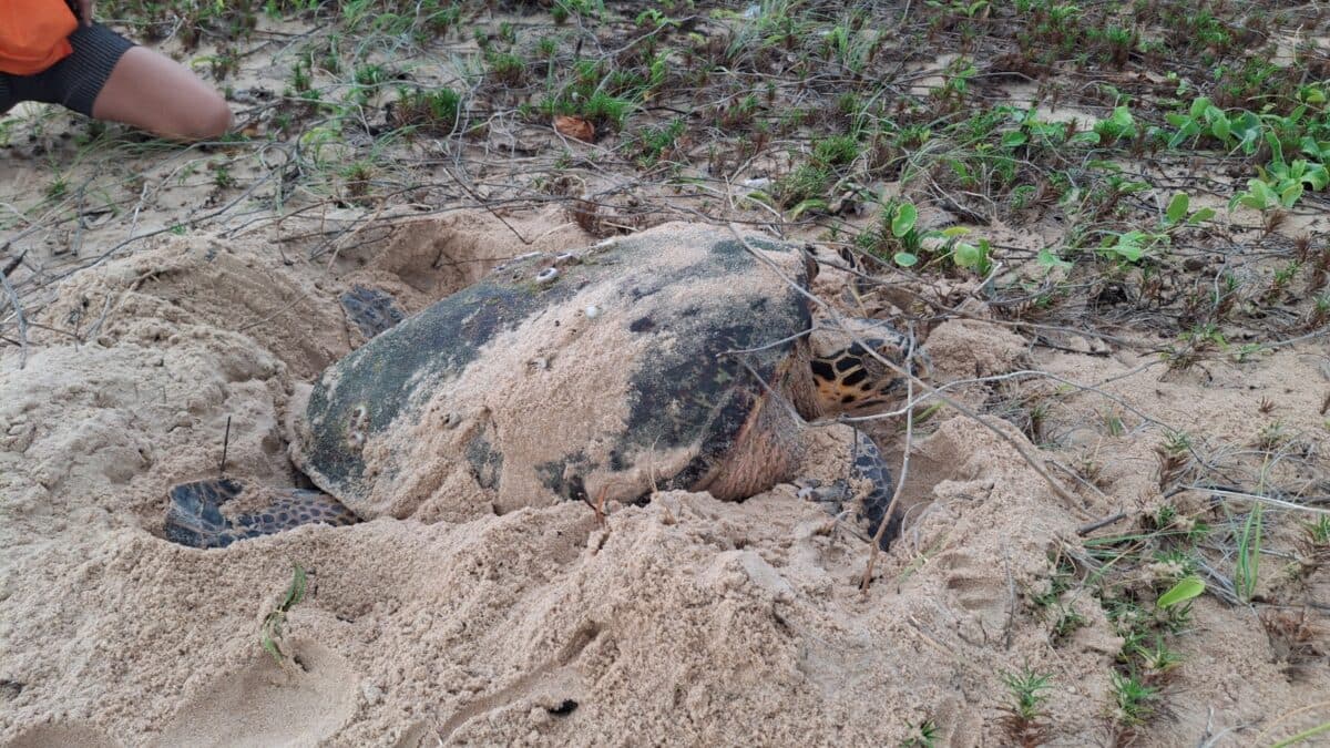 Associação Guajiru começa a marcar tartarugas-marinhas na Paraíba e vai monitorar locais de desova, à noite