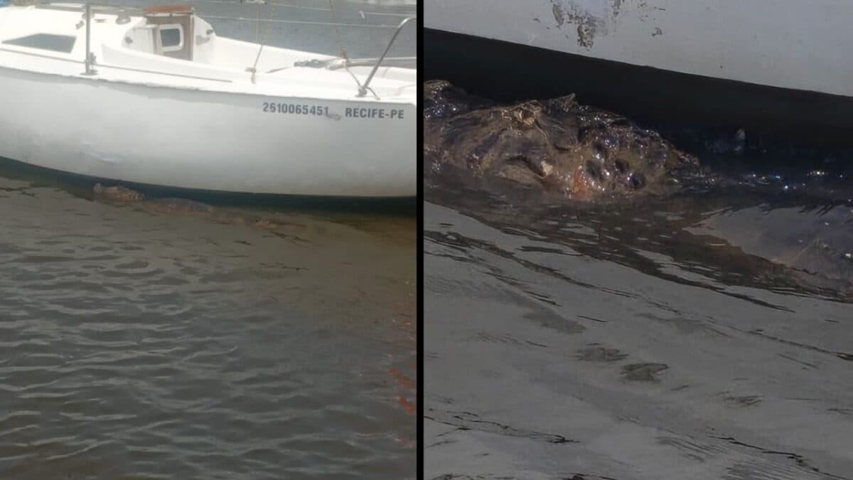 Jacaré é flagrado nadando ao lado de barcos na Praia do Jacaré