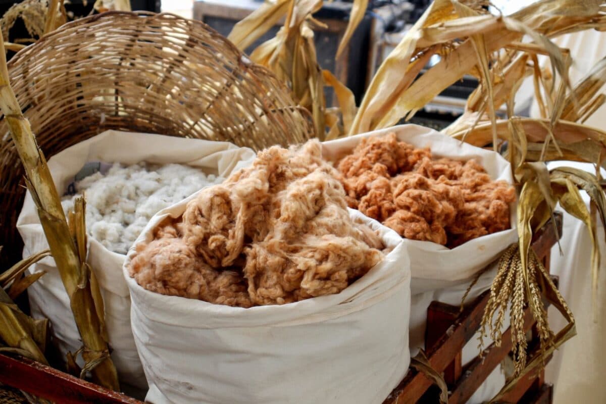 Com mais de 300 produtores, cadeia do algodão orgânico ganha destaque em evento em Ingá