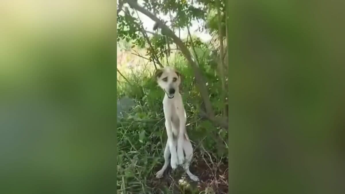 Cachorro é encontrado em mata, em João Pessoa, pendurado pela coleira para morrer enforcado