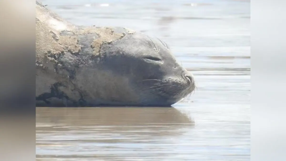 Elefante-marinho Leôncio que 'passeava' por praias de Alagoas é encontrado morto com sinais de agressão