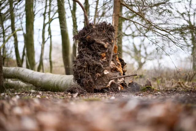 Queda de árvore mata três pessoas durante caça a ovos de Páscoa em floresta na Alemanha