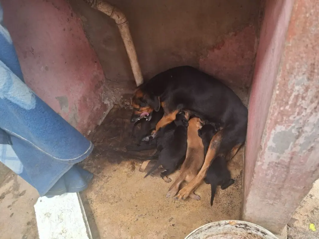 Polícia prende seis suspeitos de maus-tratos a animais em Campina Grande e resgata tartaruga, cachorros e outros bichos