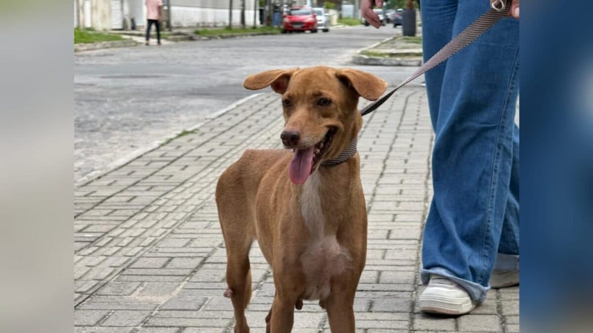 Maus-tratos: cadela com sinais de violência e de abuso sexual é resgatada em João Pessoa