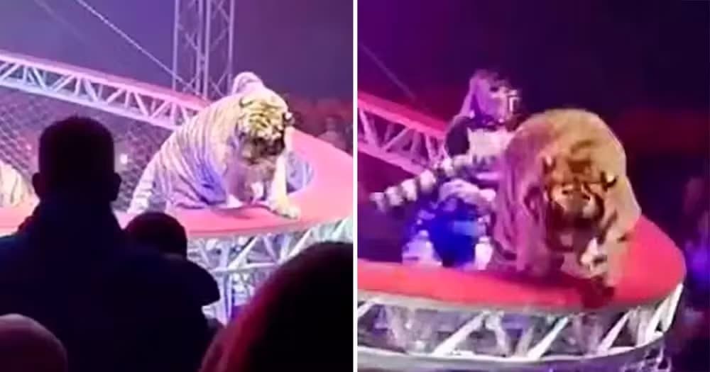Tigre invade circo na Rússia; confira vídeo