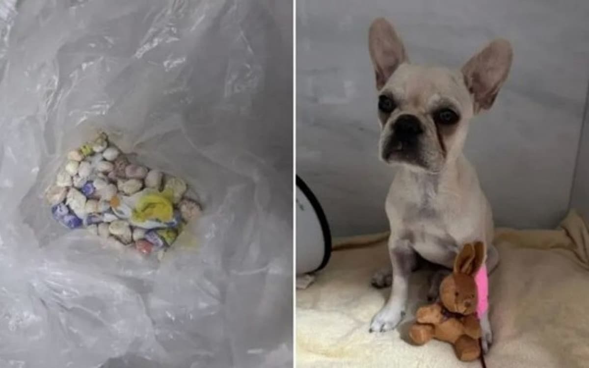 Tutora é presa depois de cachorro ingerir 55 pedras de crack