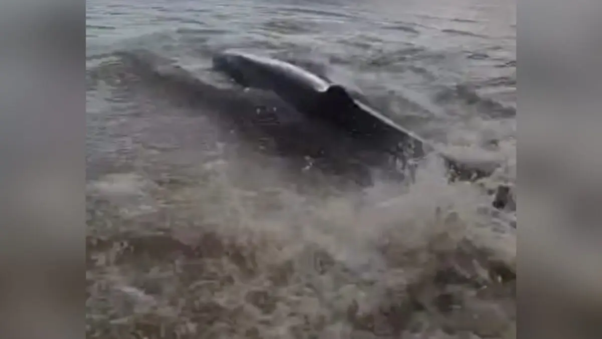 Morre baleia encalhada na Praia de Tabatinga, em Conde, e órgãos investigam caso