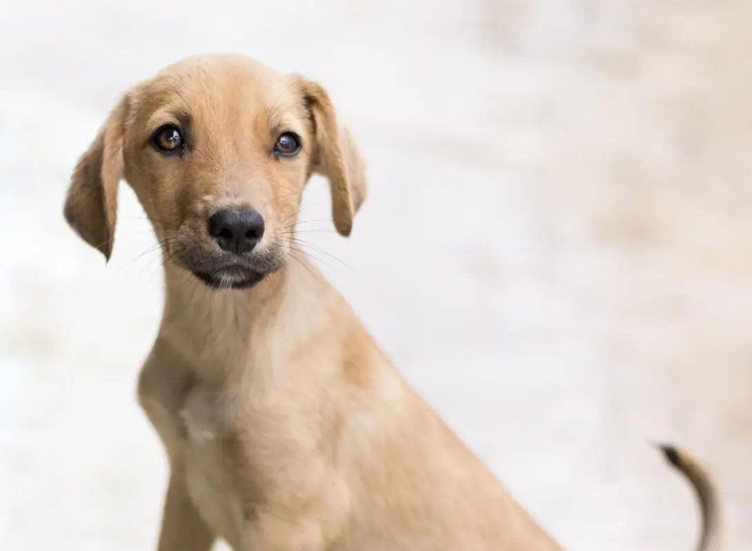 México oficializa o "Perro Caramelo" como ícone nacional e brasileiros reagem