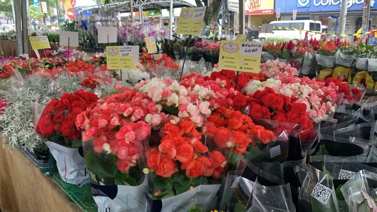 Mundo encantado das Flores de Holambra desembarca em Campina Grande