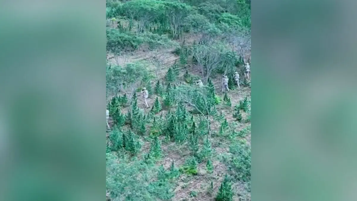 Polícia Federal desmancha plantação ilegal com 18 mil 'pés' de maconha, em Monteiro, e estrutura para 'funcionários'