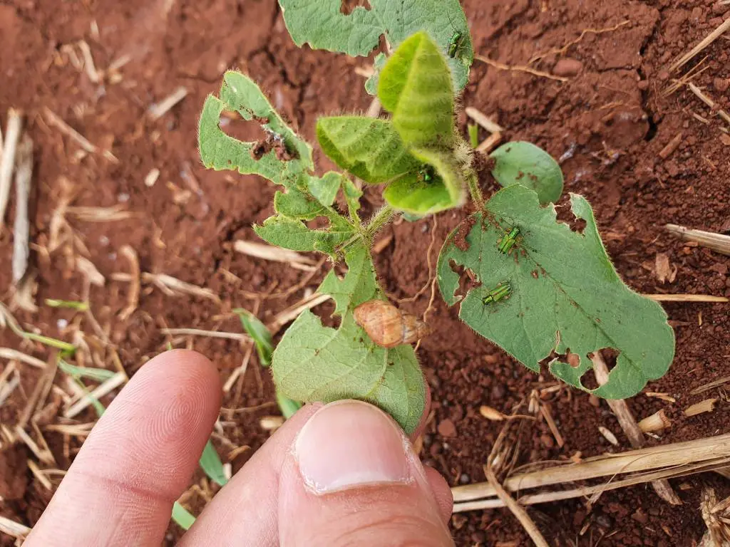 Caramujos causam prejuízos em lavouras e biólogo traz dicas para amenizar infestação