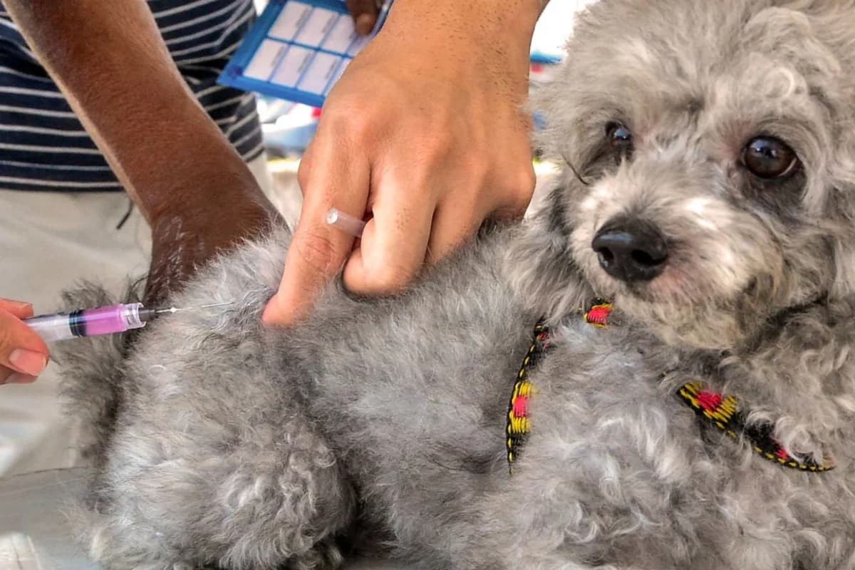 Mutirão de vacina contra raiva para cães e gatos ocorrerá neste sábado em João Pessoa