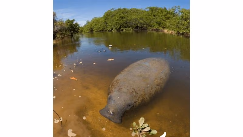 Atropelado 34 vezes e até embriagado por populares, peixe-boi famoso escapa da morte e Justiça toma medida que atinge a Bahia