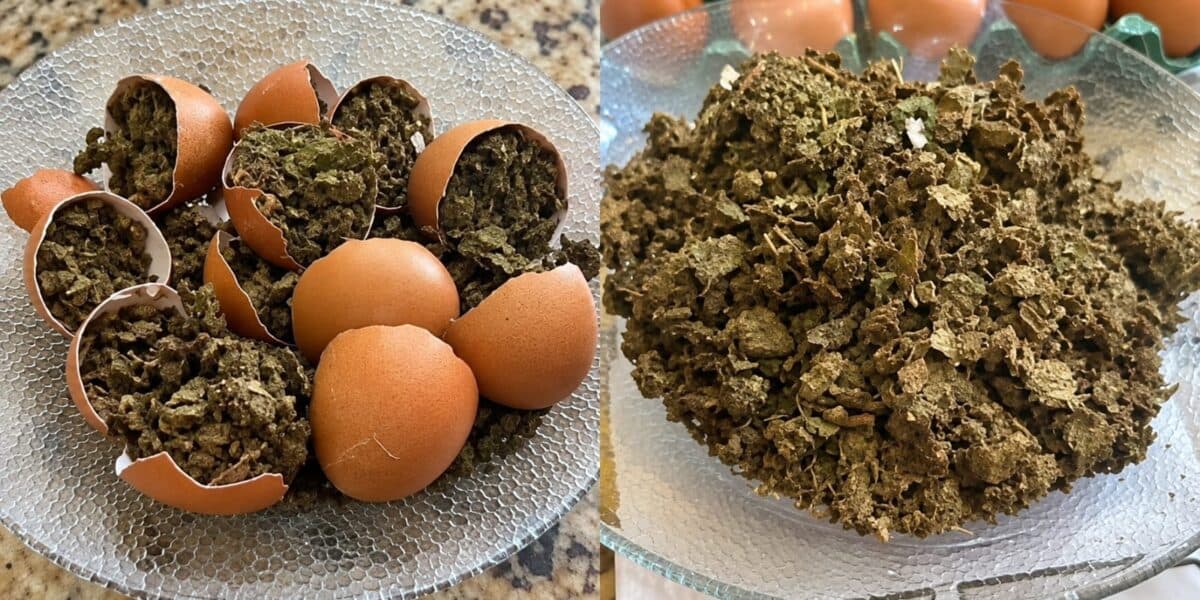 Polícia Penal flagra mulher tentando entrar em Presídio de Patos com ovos recheados de maconha