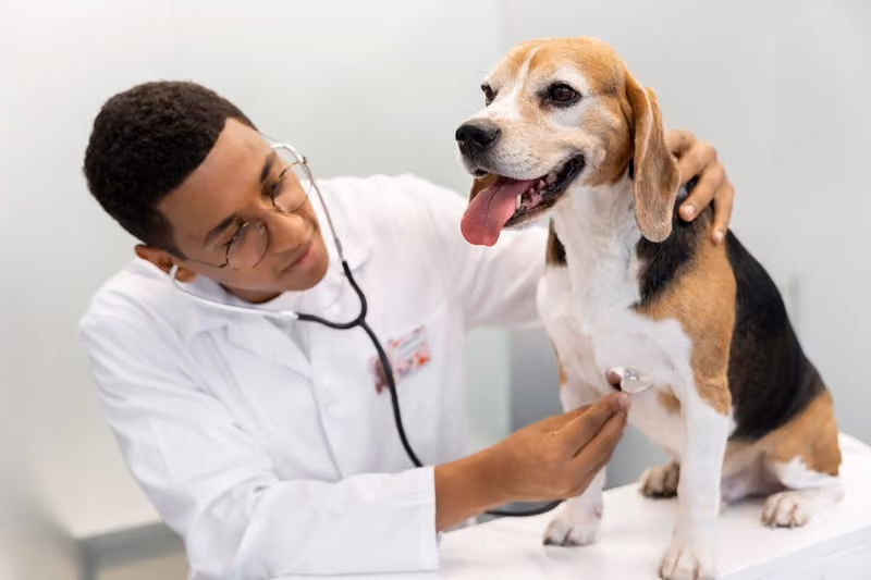 Identificar precocemente e tratar problemas cardíacos em pets pode amenizar efeitos