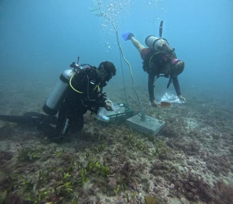 Marinha, TCE, Itamaraty e demais instituições debatem economia azul, biodiversidade e proteção subaquática em seminário na Paraíba