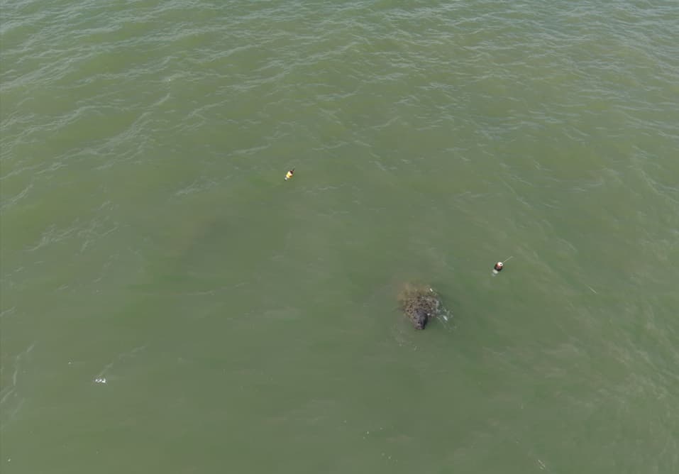 Peixe-boi-marinho "Maria", resgatada no Rio Jaguaribe, é avistada na costa paraibana com "Mel" e "Puã"