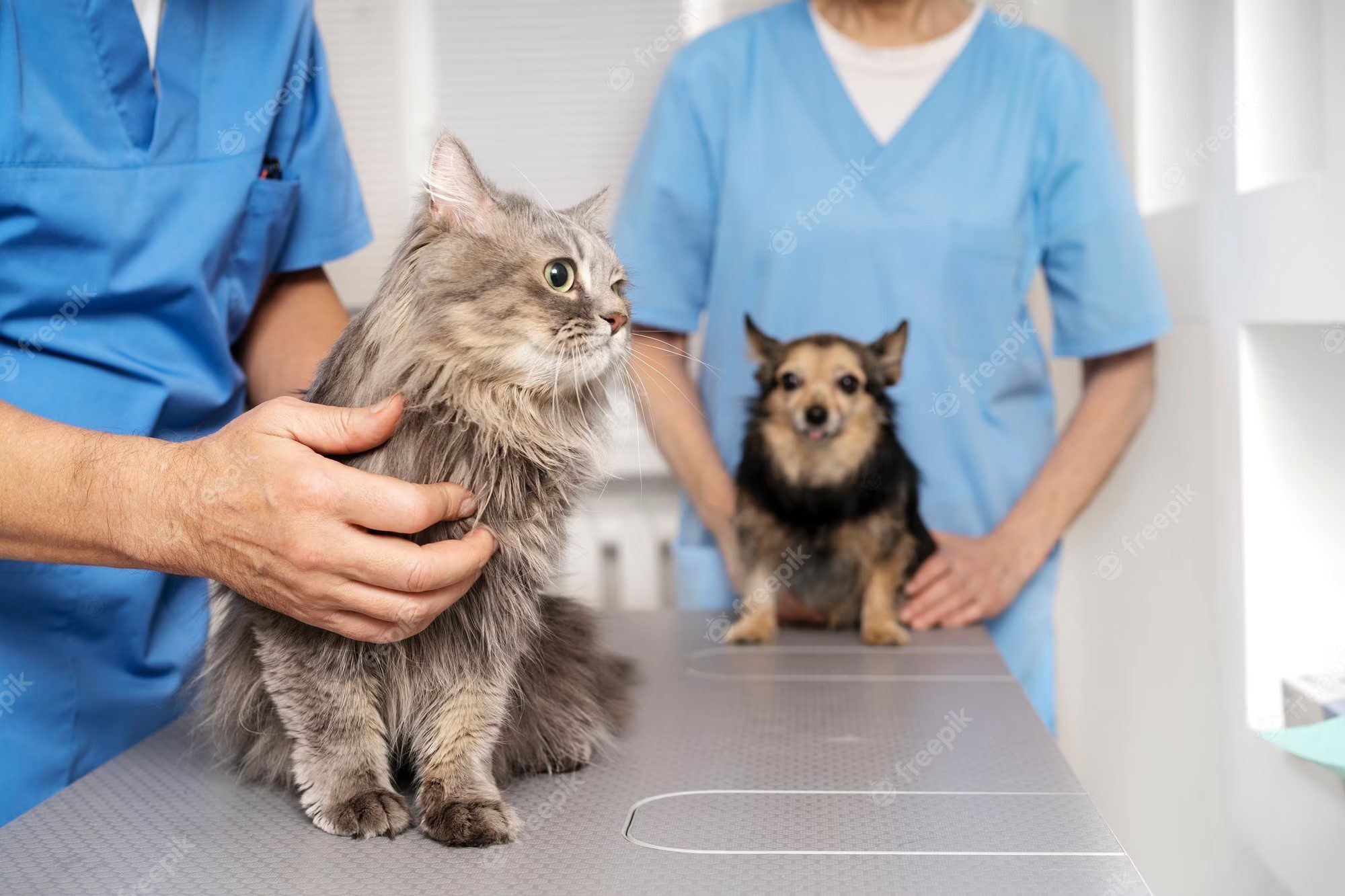 Prefeitura de Cabaceiras lança edital de concurso para veterinário com salário de R$ 1.500 e revolta categoria Prefeitura de Cabaceiras lança edital de concurso para veterinário com salário de R$ 1.500 e revolta categoria