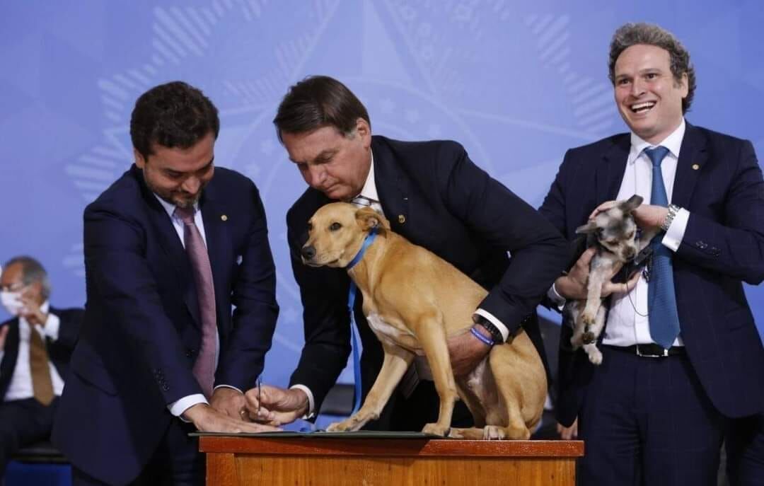 Bolsonaro sanciona lei com pena maior, de até cinco anos, para maus-tratos contra cães ou gatos Bolsonaro sanciona lei com pena maior, de até cinco anos, para maus-tratos contra cães ou gatos