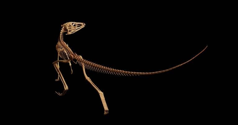 Cientistas desvendam fóssil de 'primo' de ancestral dos pterossauros Cientistas desvendam fóssil de 'primo' de ancestral dos pterossauros