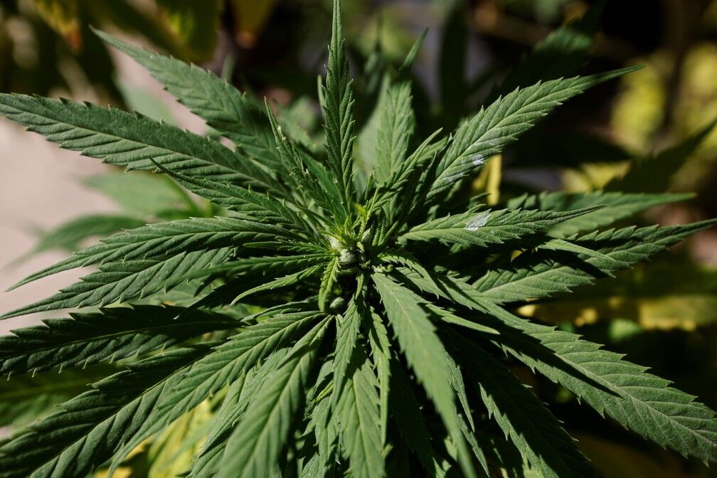 Maconha se torna mais popular que o cigarro de tabaco nos EUA, diz pesquisa Maconha se torna mais popular que o cigarro de tabaco nos EUA, diz pesquisa