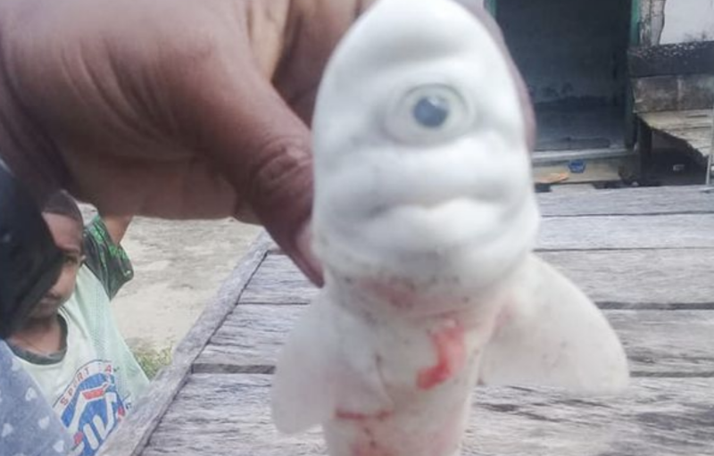 Pescadores encontram tubarão bebê albino com apenas um olho Pescadores encontram tubarão bebê albino com apenas um olho