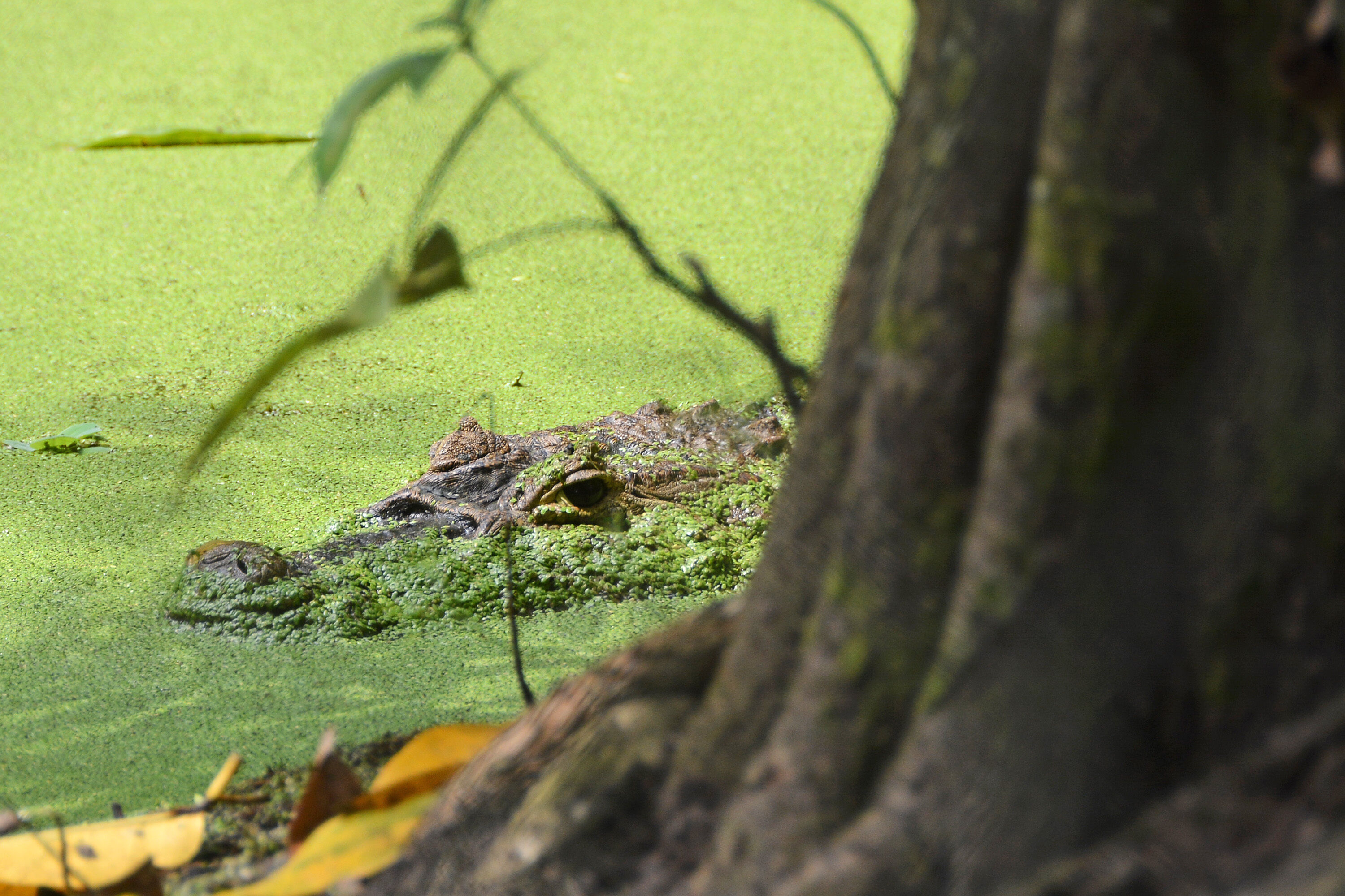 Parque Arruda Câmara recebe título de Reserva Biosfera da Mata Atlântica Parque Arruda Câmara recebe título de Reserva Biosfera da Mata Atlântica