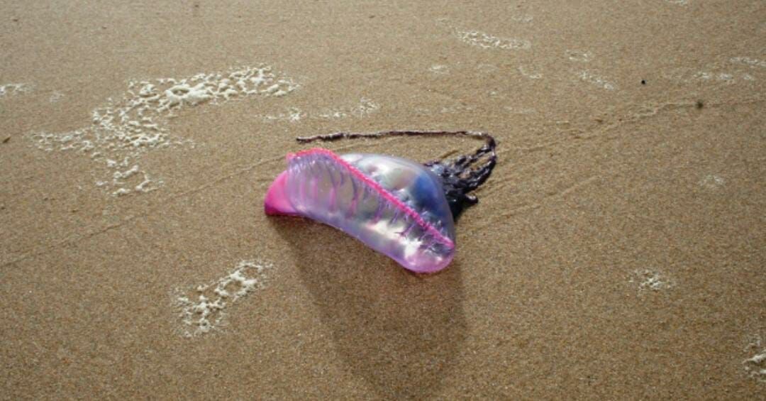 Crescem casos de queimaduras por águas-vivas em praias de João Pessoa e bióloga dá dicas para banhistas Crescem casos de queimaduras por águas-vivas em praias de João Pessoa e bióloga dá dicas para banhistas