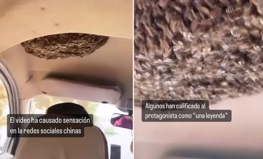 Agrotóxicos encurtam vida e mudam comportamento das abelhas Agrotóxicos encurtam vida e mudam comportamento das abelhas