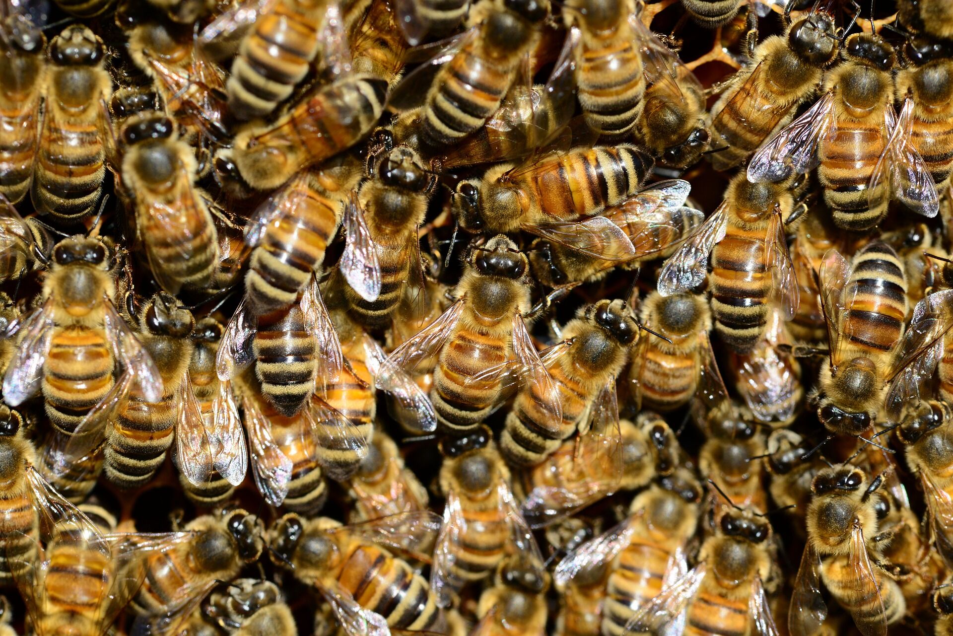Enxame de abelhas atingiu família após acidente.