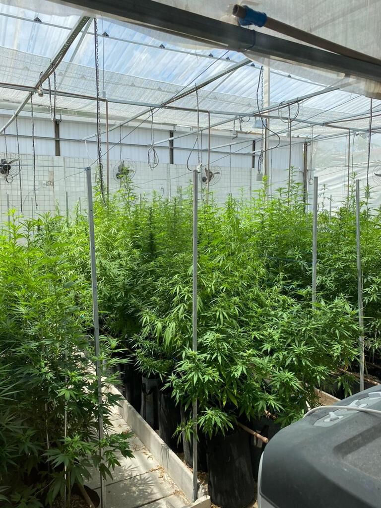 Cearense com insônia descobre 'cura' na maconha e consegue autorização para cultivar a planta