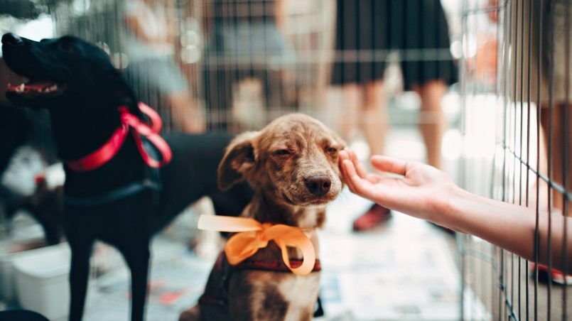 Mutirão de adoção de cães e gatos acontece nesta sexta-feira em Cabedelo