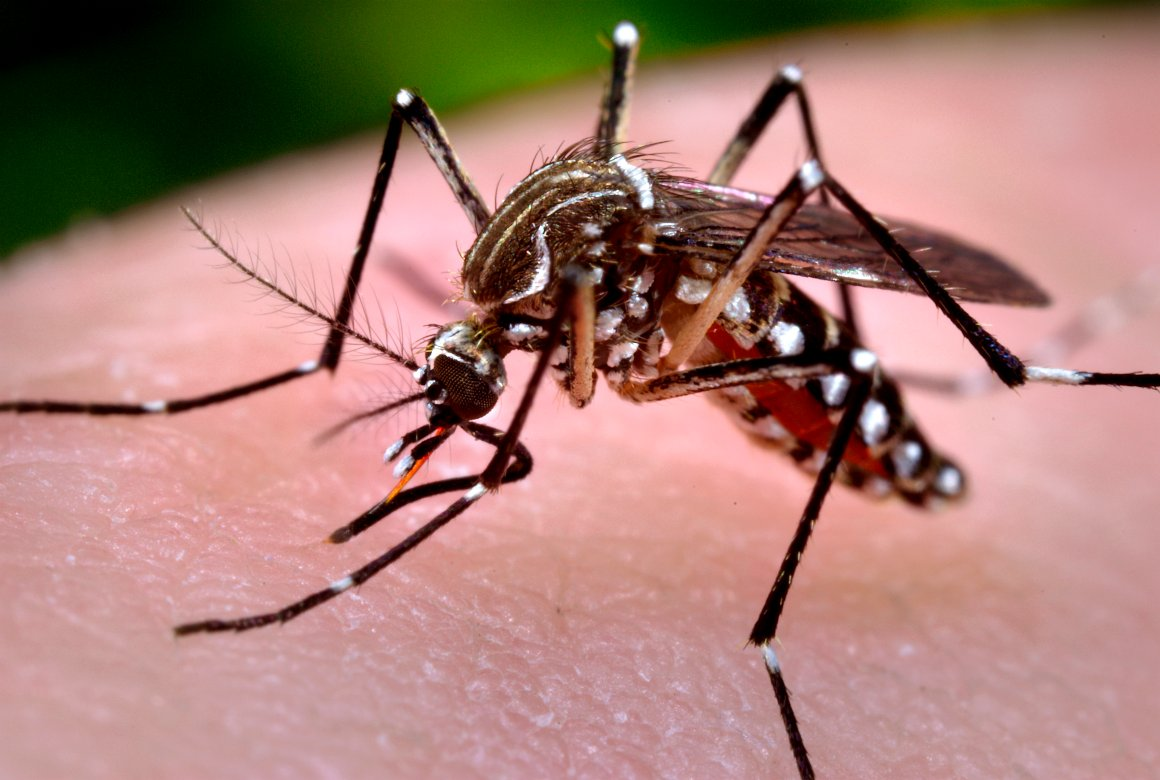 Vacina contra dengue: saiba quem pode tomar e como funciona o imunizante que será oferecido pelo SUS Aedes aegypti, mosquito, dengue, vacina, SUS