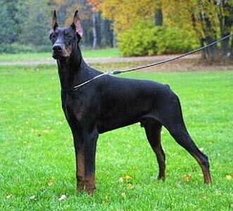 Aluguel de cães de guarda vira negócio em João Pessoa Aluguel de cães de guarda vira negócio em João Pessoa