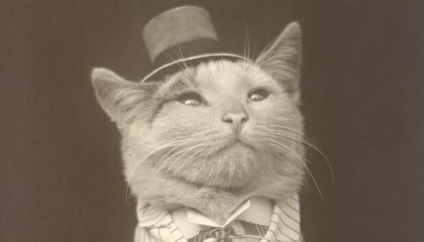 Animais aristocratas são novo meme de sucesso nas redes sociais Animais aristocratas são novo meme de sucesso nas redes sociais