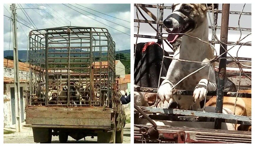 CRMV-PB emite nota de esclarecimento sobre maus tratos de cães em Igaracy CRMV-PB emite nota de esclarecimento sobre maus tratos de cães em Igaracy