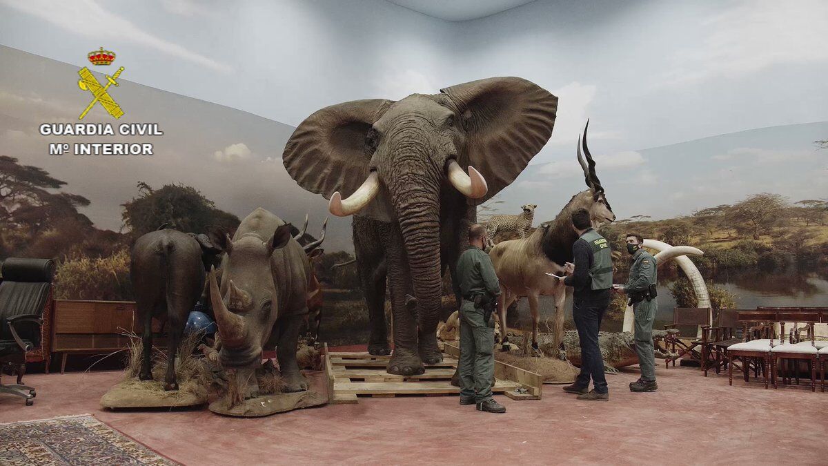 Coleção de animais empalhados de R$ 150 milhões é confiscada na Espanha Coleção de animais empalhados de R$ 150 milhões é confiscada na Espanha