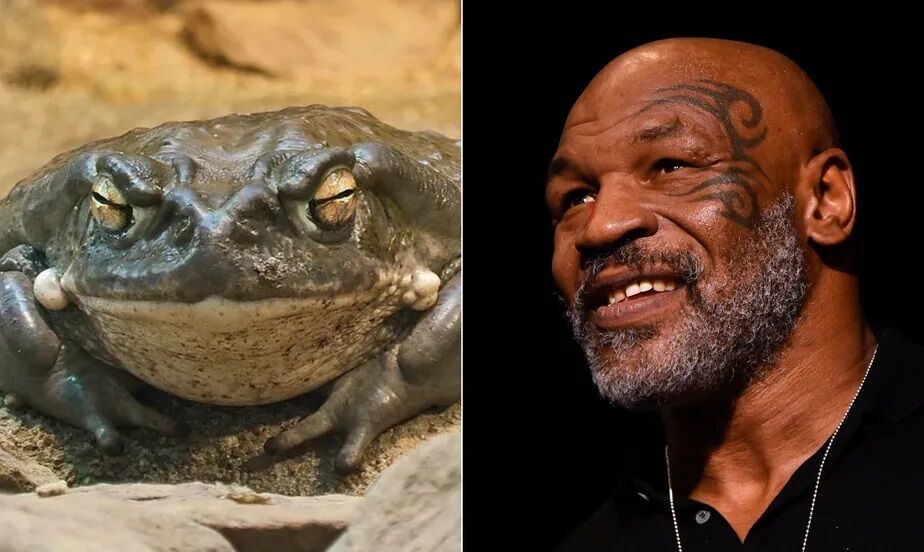 Droga extraída de sapo, proibida no Brasil, é usada por nomes como Mike Tyson e Chelsea Handler Droga extraída de sapo, proibida no Brasil, é usada por nomes como Mike Tyson e Chelsea Handler