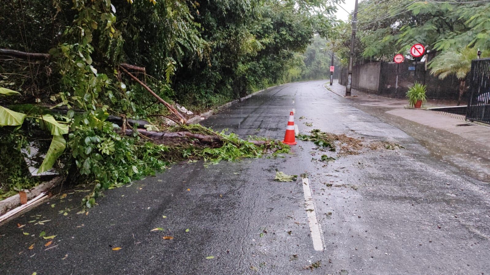Após chuvas, árvores caem na zona sul e região central de João Pessoa Após chuvas, árvores caem na zona sul e região central de João Pessoa