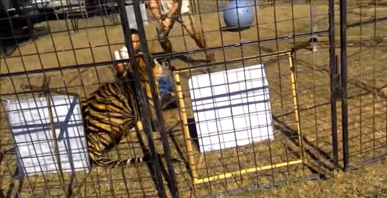 Vídeo mostra treinadora sendo atacada por tigre dentro de jaula Vídeo mostra treinadora sendo atacada por tigre dentro de jaula