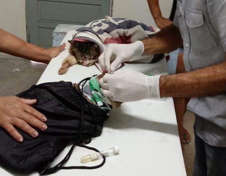 Zona Sul de JP concentra maior número de animais com esporotricose devido a condições de moradias e criação Zona Sul de JP concentra maior número de animais com esporotricose devido a condições de moradias e criação