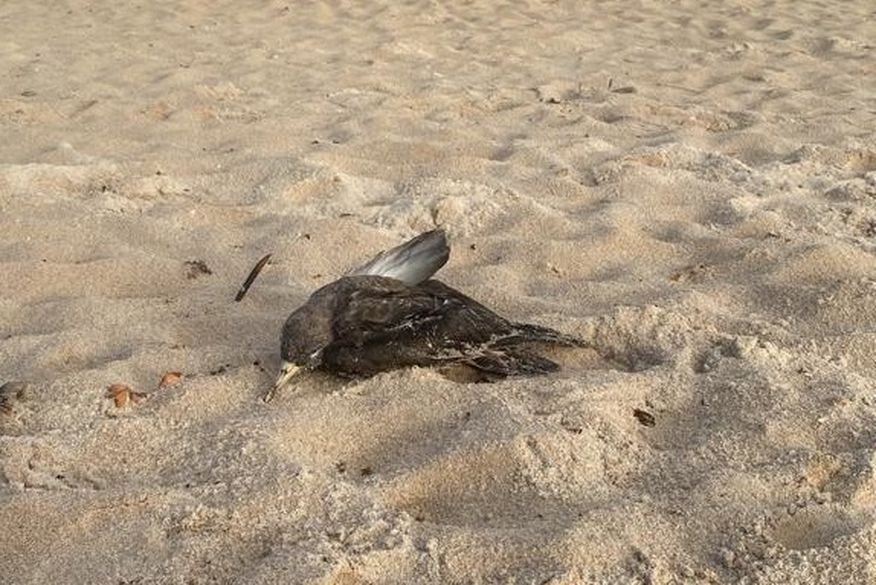Aves encontradas em Cabedelo não morreram por gripe aviária, conclui exame Aves encontradas em Cabedelo não morreram por gripe aviária, conclui exame
