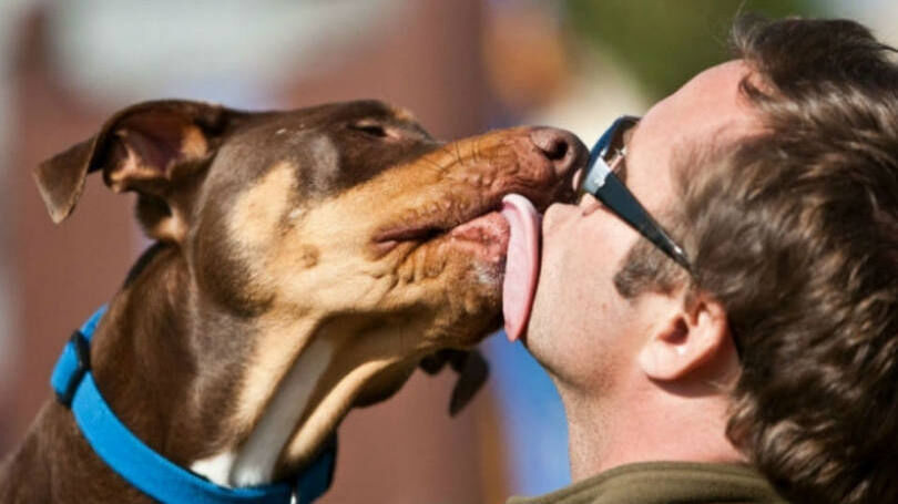 Beijar seu cachorro pode melhorar sua saúde, diz pesquisa Beijar seu cachorro pode melhorar sua saúde, diz pesquisa