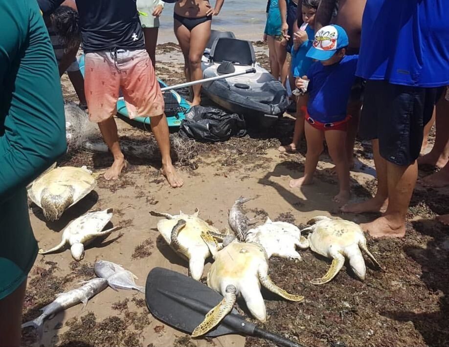 Sete tartarugas morrem após ficarem presas em rede de pesca na praia do Bessa Sete tartarugas morrem após ficarem presas em rede de pesca na praia do Bessa