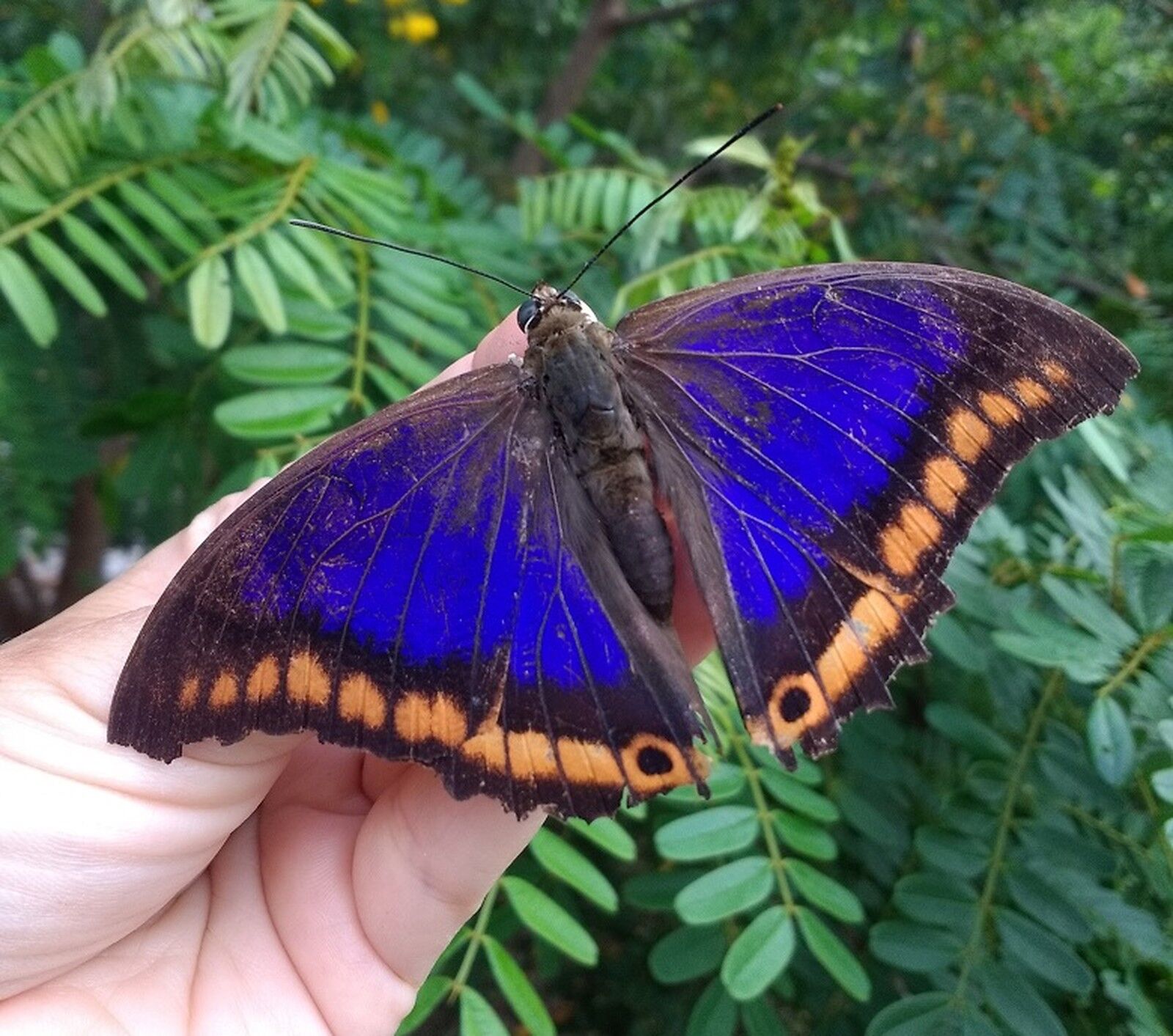Espécie de borboleta vista apenas duas vezes na história é flagrada em SP Espécie de borboleta vista apenas duas vezes na história é flagrada em SP