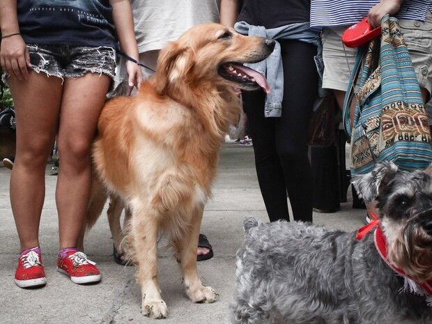 Brasil tem mais cachorros de estimação do que crianças; IBGE contabiliza 52 milhões animais de rua, Monteiro, proibição, Comissão do Direito Animal da OAB-PB