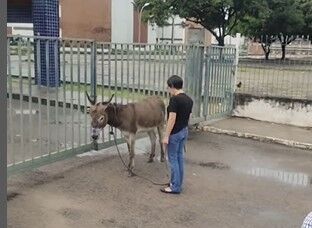 PIX Animal: após resgate em João Pessoa, burrinho Aníbal precisa de ajuda para ser levado a Santuário e viver livre de carroças
